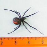 セアカゴケグモ