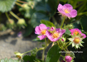 いちごの花