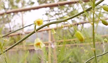 アスパラガスの花