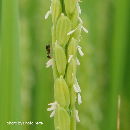 米の花と蟻