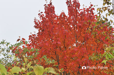 野反湖の紅葉