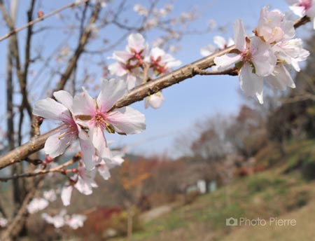 冬桜