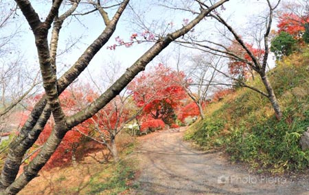 桜山公園