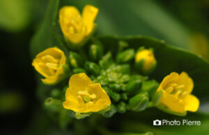 アスパラ菜の花