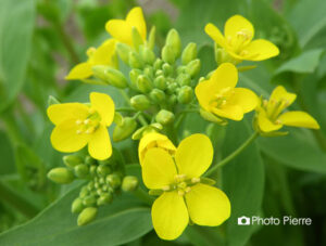 青梗菜の花