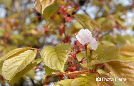 山桜