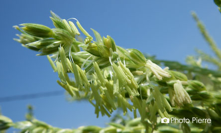 玉蜀黍の花
