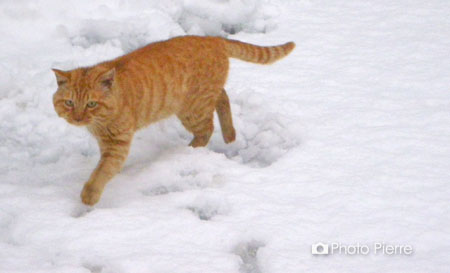 雪の猫