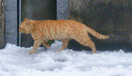 雪の猫