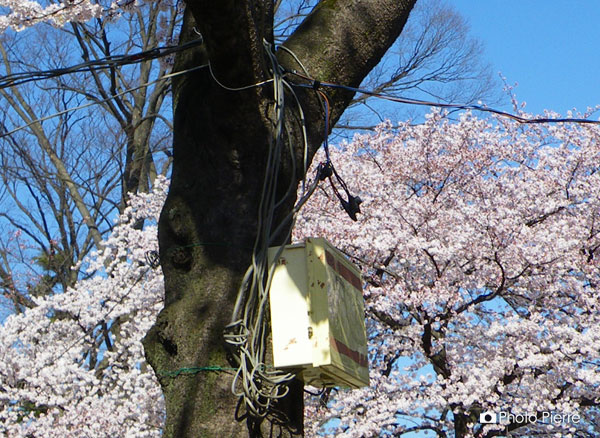 高崎公園の美しい風景