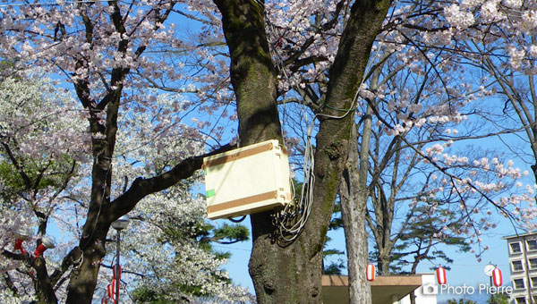 高崎公園の美しい風景