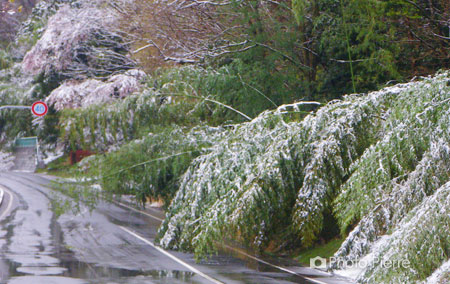 群馬の雪