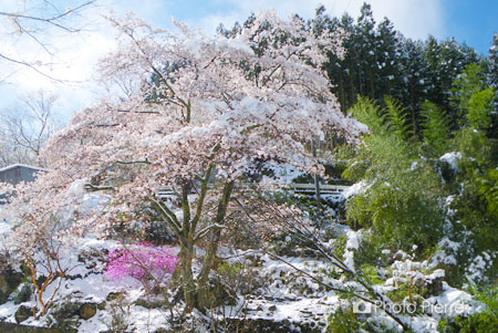 群馬の雪と桜と山ツツジ