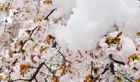 群馬の雪と桜