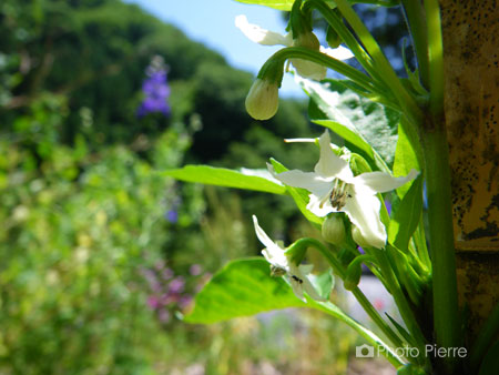 トウガラシの花