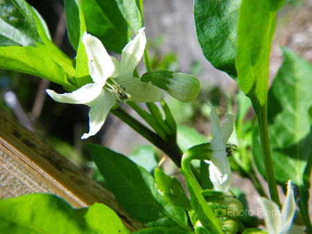 トウガラシの花