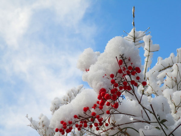 雪景色（なんてん）