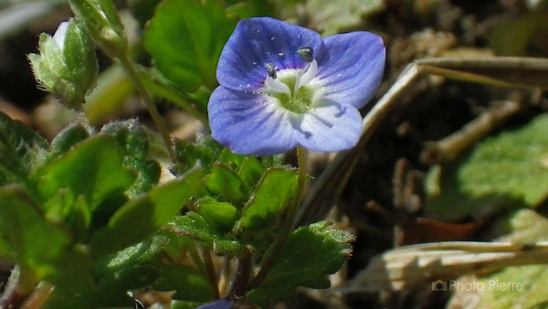 オオイヌフグリの花