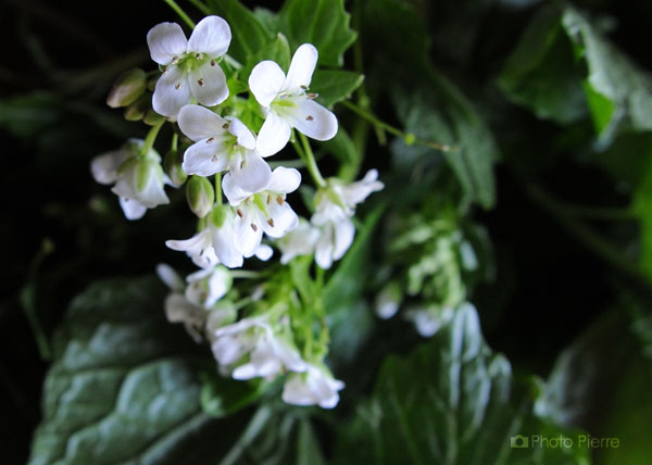 山葵の花