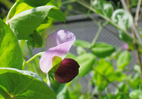 サヤエンドウの花