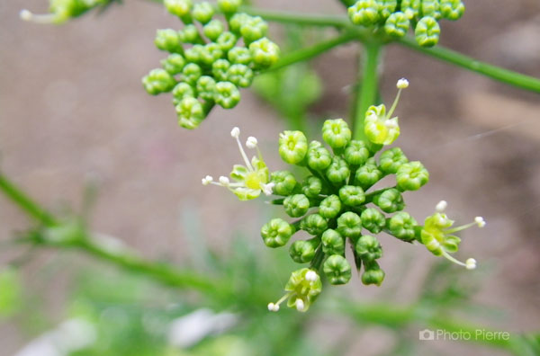 パセリの花