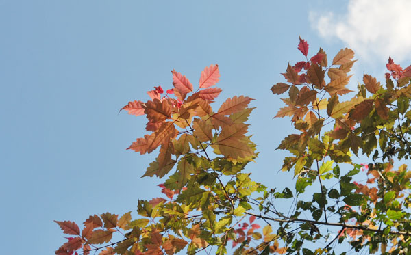 紅葉＠南牧村