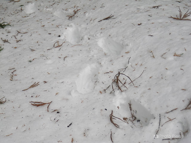 雪の上