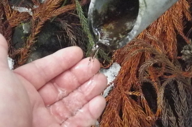 水飲み場の水