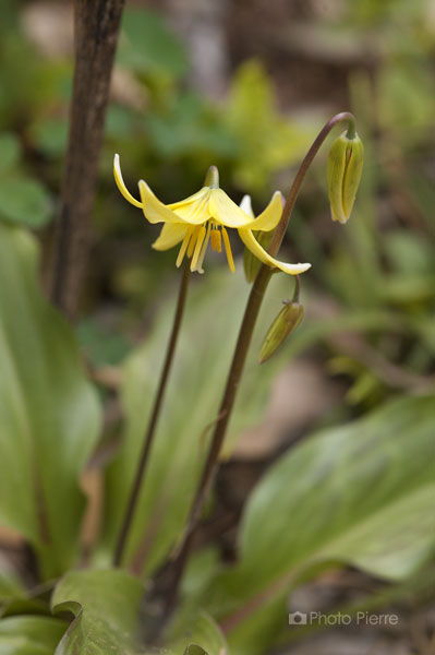 黄色いカタクリの花