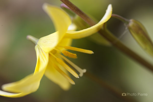 キイロいカタクリの花