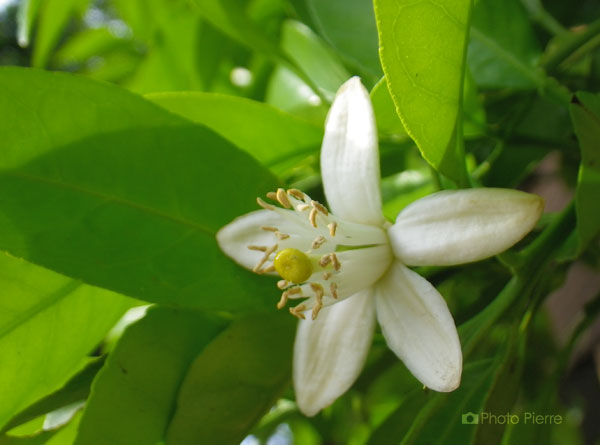 みかんの花