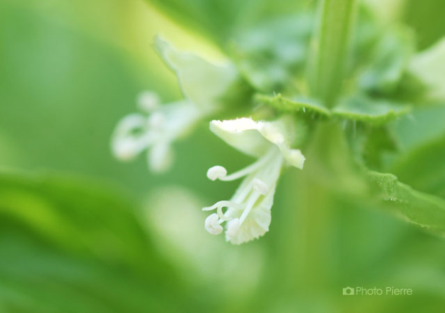 バジルの花