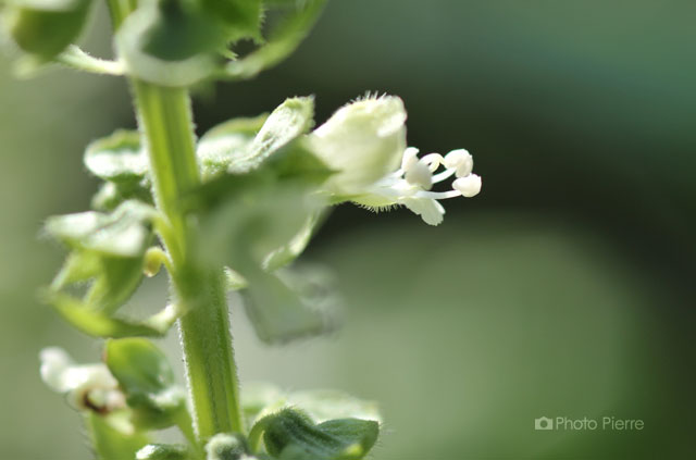 バジルの花