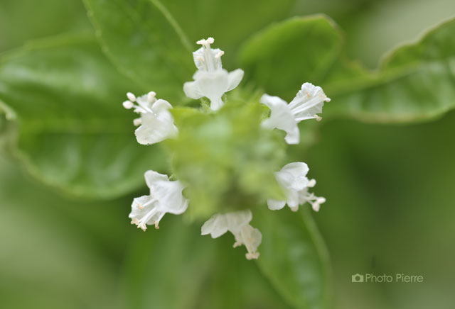 バジリコの花