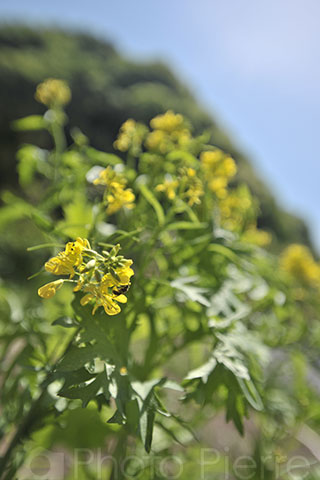 わさび菜の花