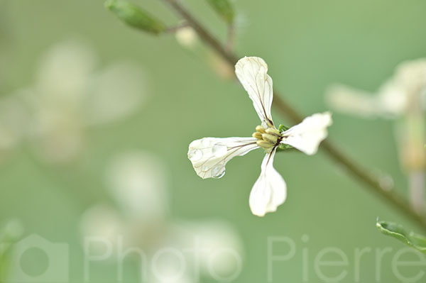 ルッコラの花