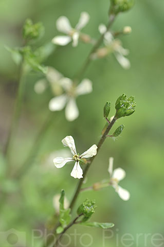 ルッコラの花