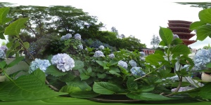 紫陽花高幡不動