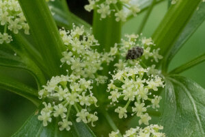 セロリの花