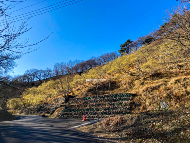 桜山公園の蝋梅