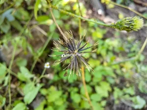 コセンダングサ（どろぼう草・ひっつき虫）種子