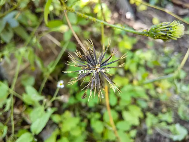 コセンダングサ（どろぼう草・ひっつき虫）種子