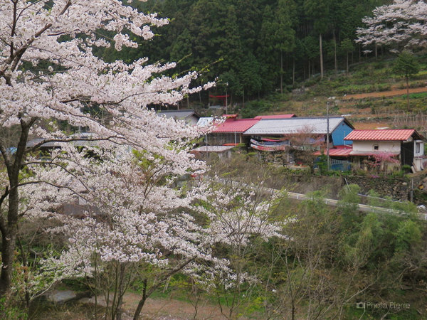桜とこいのぼり