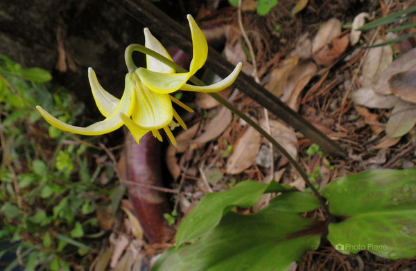 片栗の花（黄）