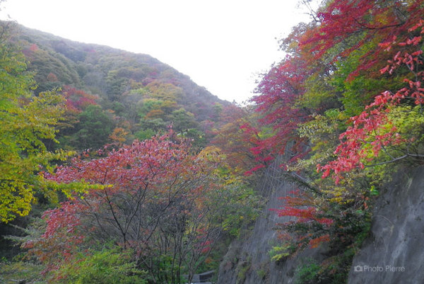 紅葉の大上峠(2012)