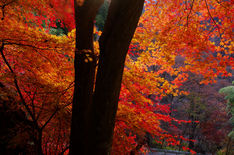 黒瀧山不動寺 紅葉（2013.11）