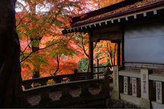 黒瀧山不動寺 紅葉（2013.11）