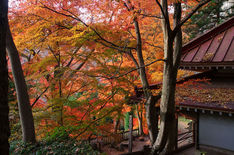 黒瀧山不動寺 紅葉（2013.11）